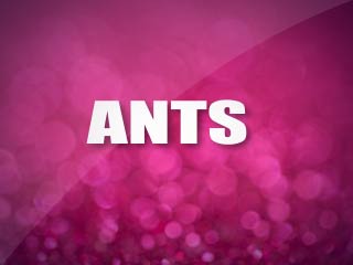 Ants