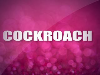 Cockroach