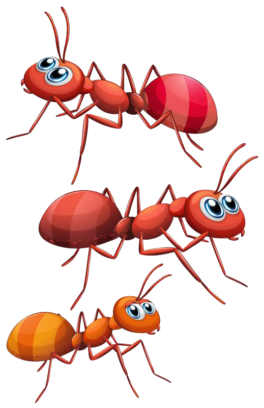 Ants